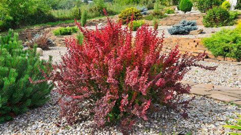 pictures of barberry bushes